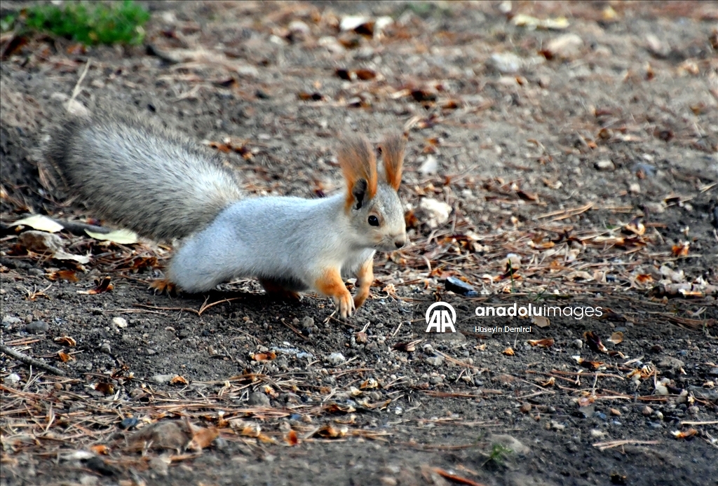 Kars'ta millet bahçesi yabani kuşlar ve sincaplarla renklendi