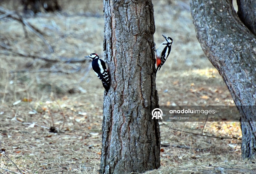Kars'ta millet bahçesi yabani kuşlar ve sincaplarla renklendi