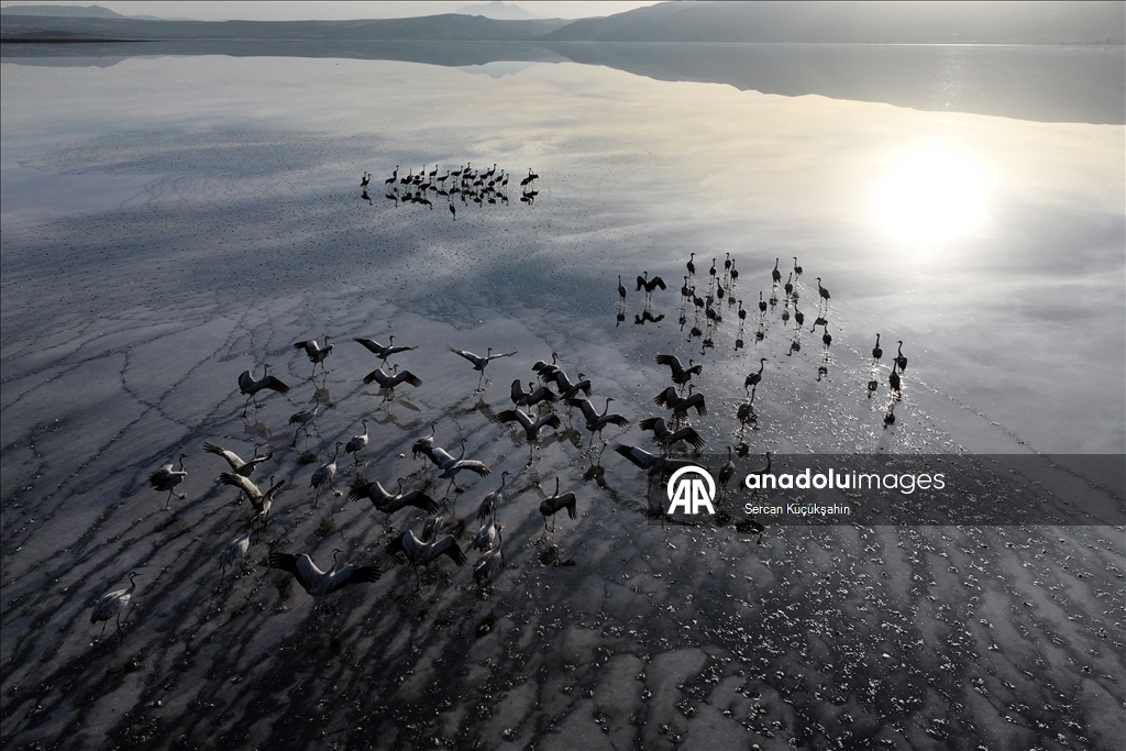 Li Gola Tuzla Palasê ku asta ava wê bilind bûye populasyona çivîkan zêde bû