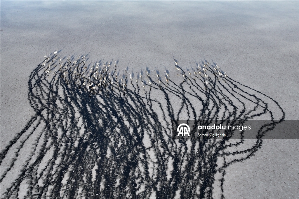 Li Gola Tuzla Palasê ku asta ava wê bilind bûye populasyona çivîkan zêde bû