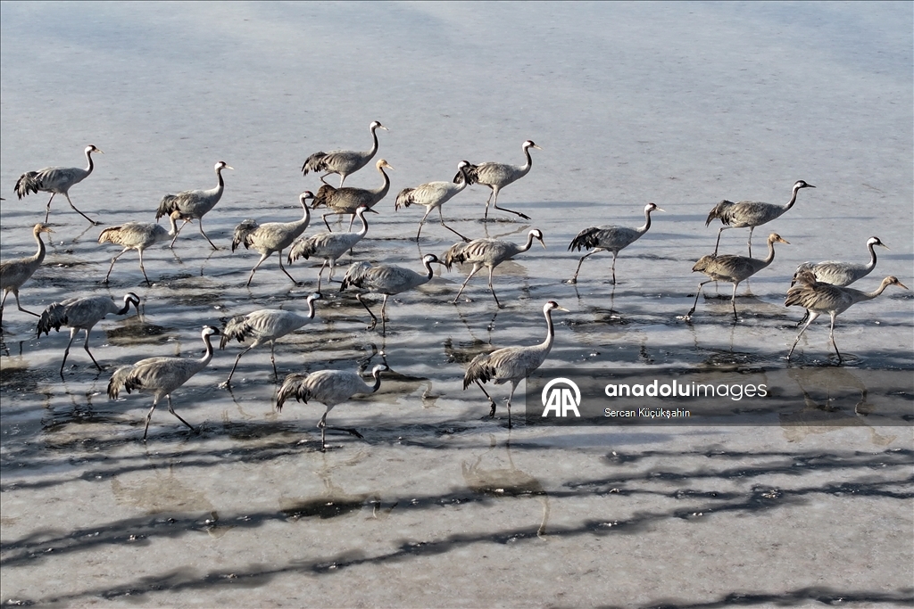 Li Gola Tuzla Palasê ku asta ava wê bilind bûye populasyona çivîkan zêde bû