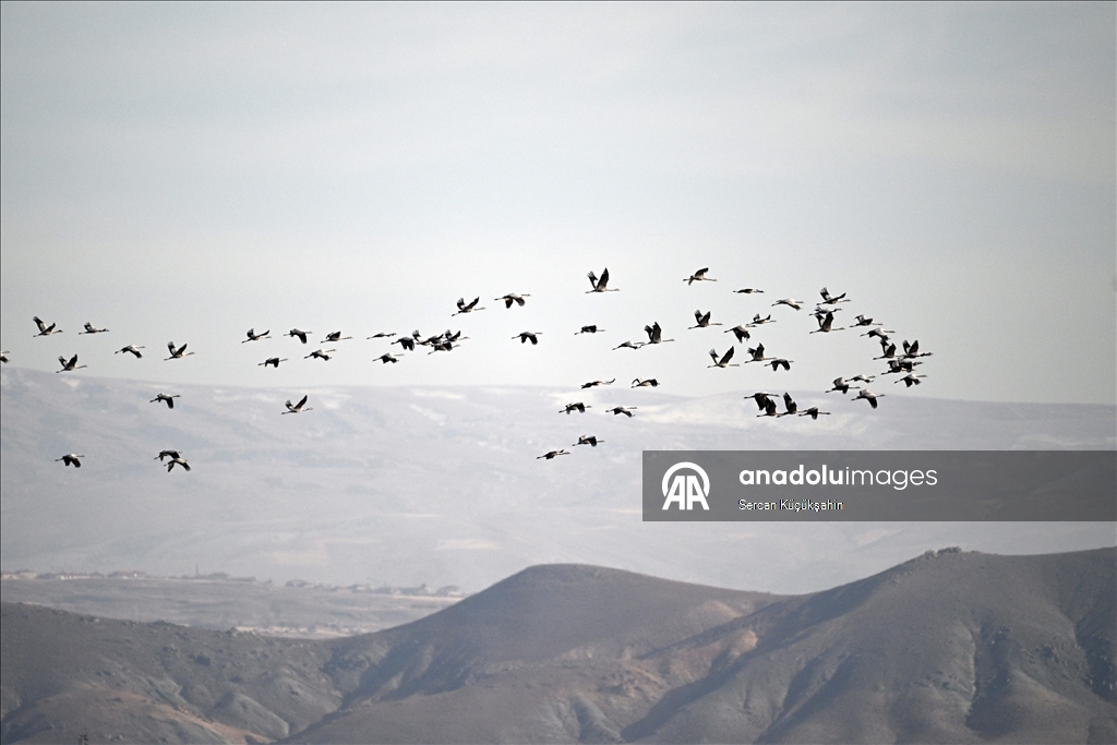 Li Gola Tuzla Palasê ku asta ava wê bilind bûye populasyona çivîkan zêde bû