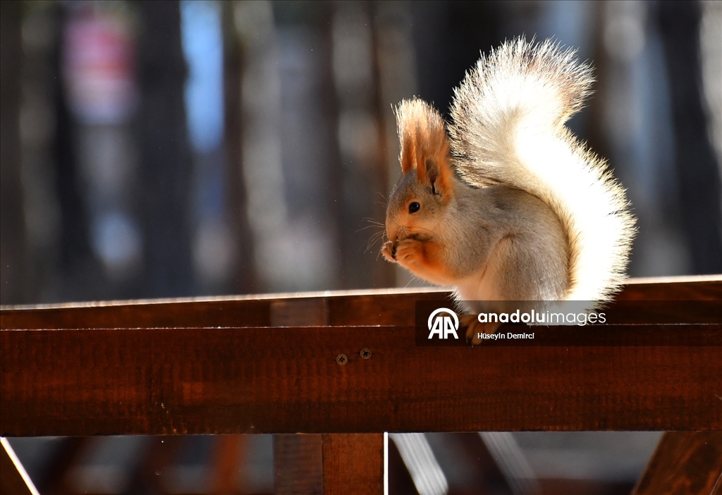 Kars'ta millet bahçesi yabani kuşlar ve sincaplarla renklendi