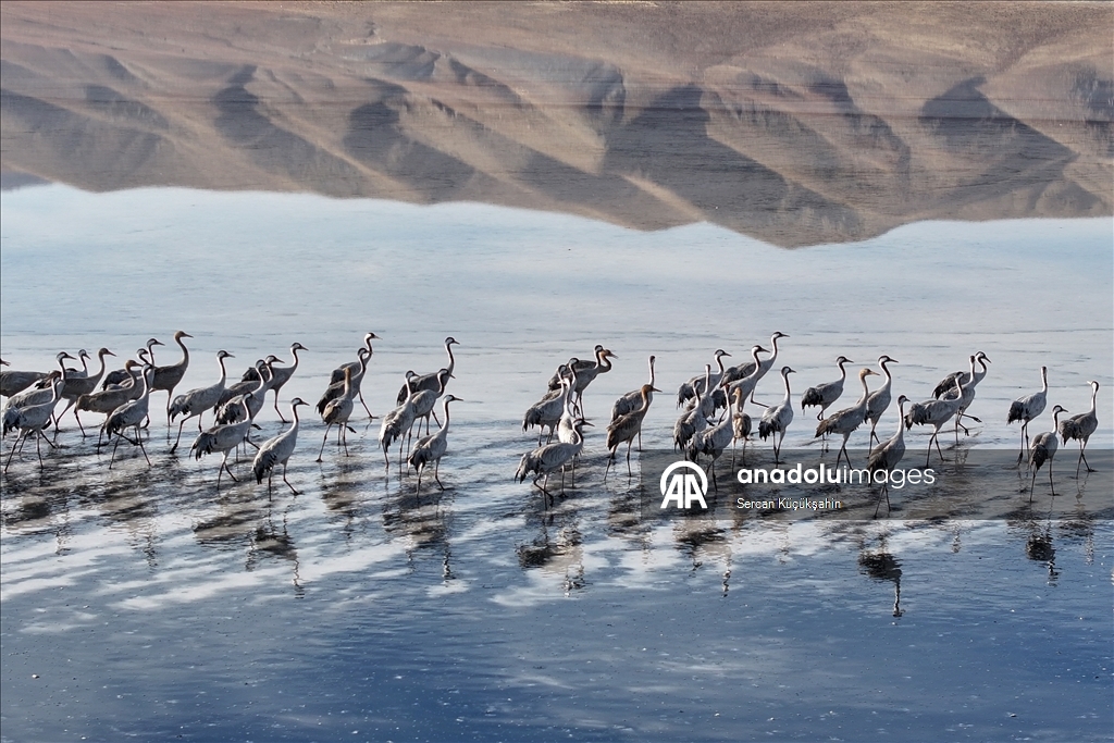 Li Gola Tuzla Palasê ku asta ava wê bilind bûye populasyona çivîkan zêde bû