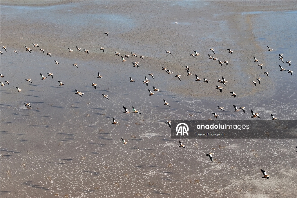 Li Gola Tuzla Palasê ku asta ava wê bilind bûye populasyona çivîkan zêde bû