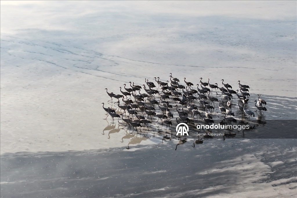 Li Gola Tuzla Palasê ku asta ava wê bilind bûye populasyona çivîkan zêde bû