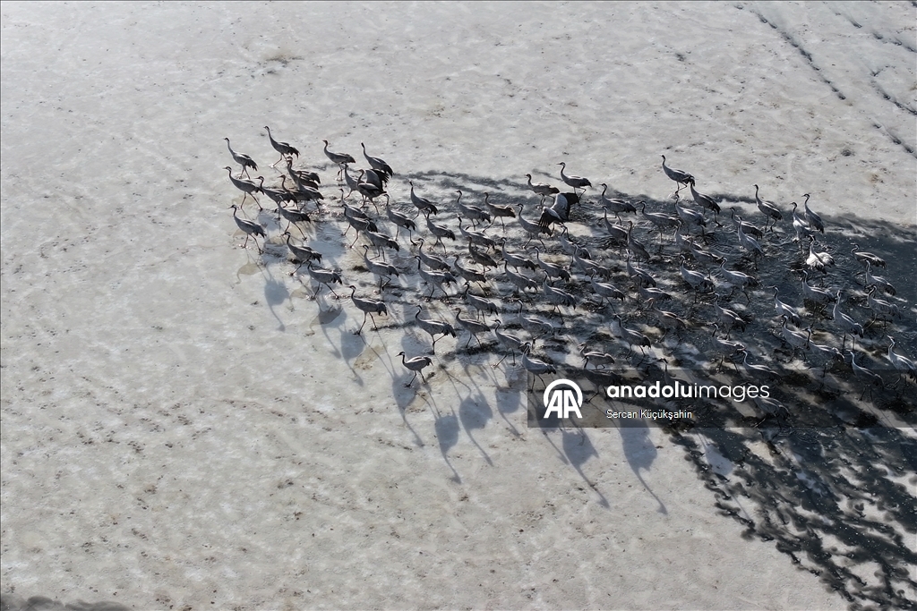 Li Gola Tuzla Palasê ku asta ava wê bilind bûye populasyona çivîkan zêde bû