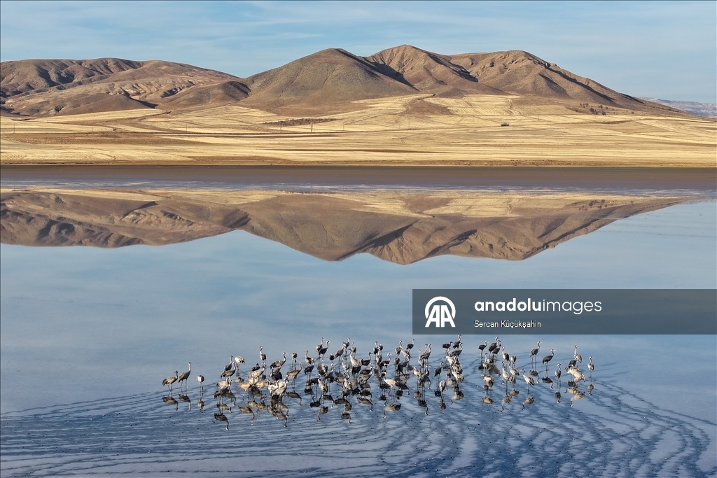 Li Gola Tuzla Palasê ku asta ava wê bilind bûye populasyona çivîkan zêde bû