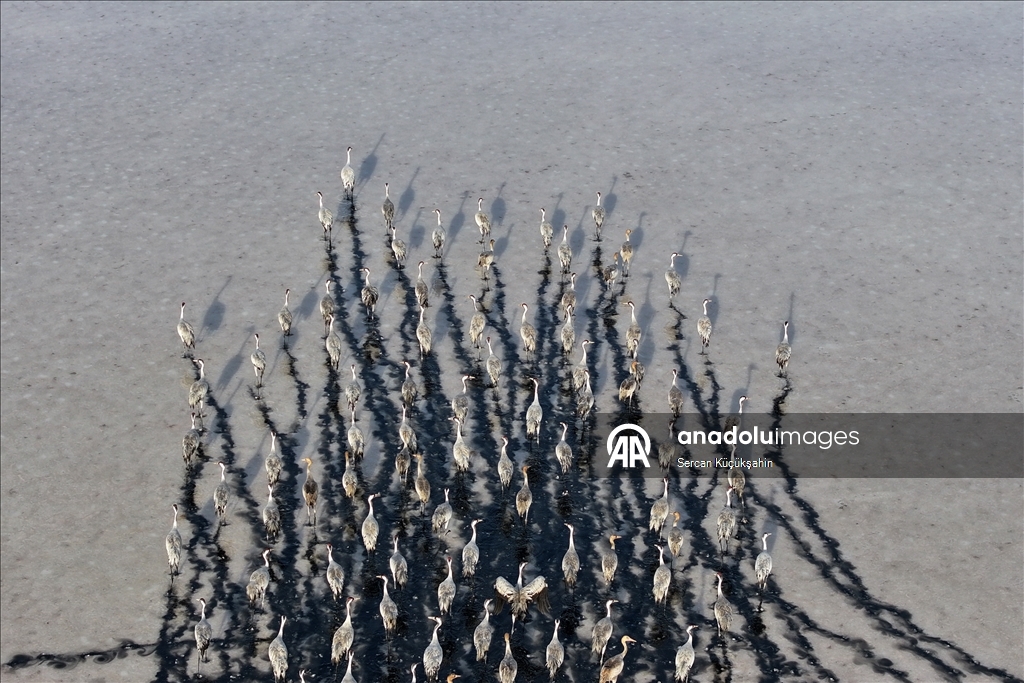 Li Gola Tuzla Palasê ku asta ava wê bilind bûye populasyona çivîkan zêde bû