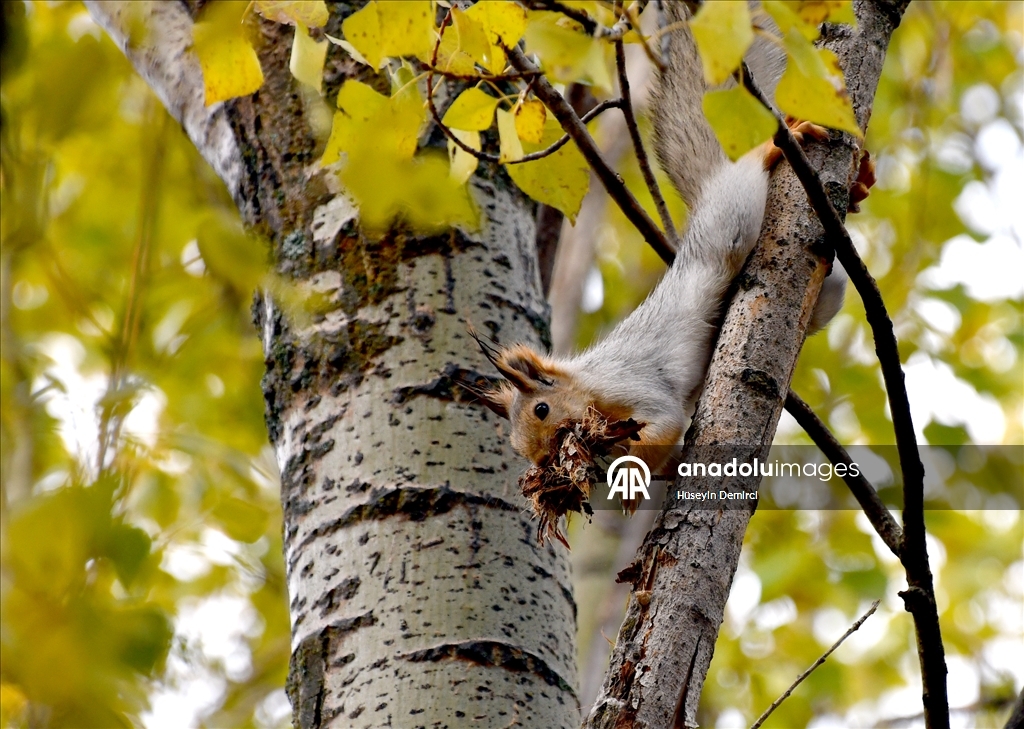 Kars'ta millet bahçesi yabani kuşlar ve sincaplarla renklendi