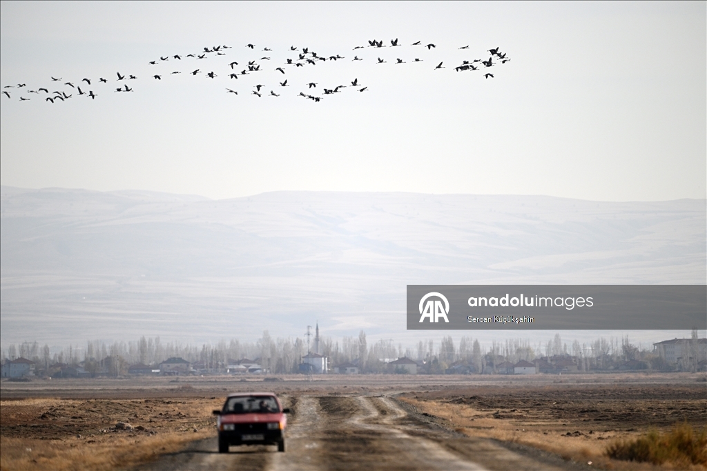 Li Gola Tuzla Palasê ku asta ava wê bilind bûye populasyona çivîkan zêde bû