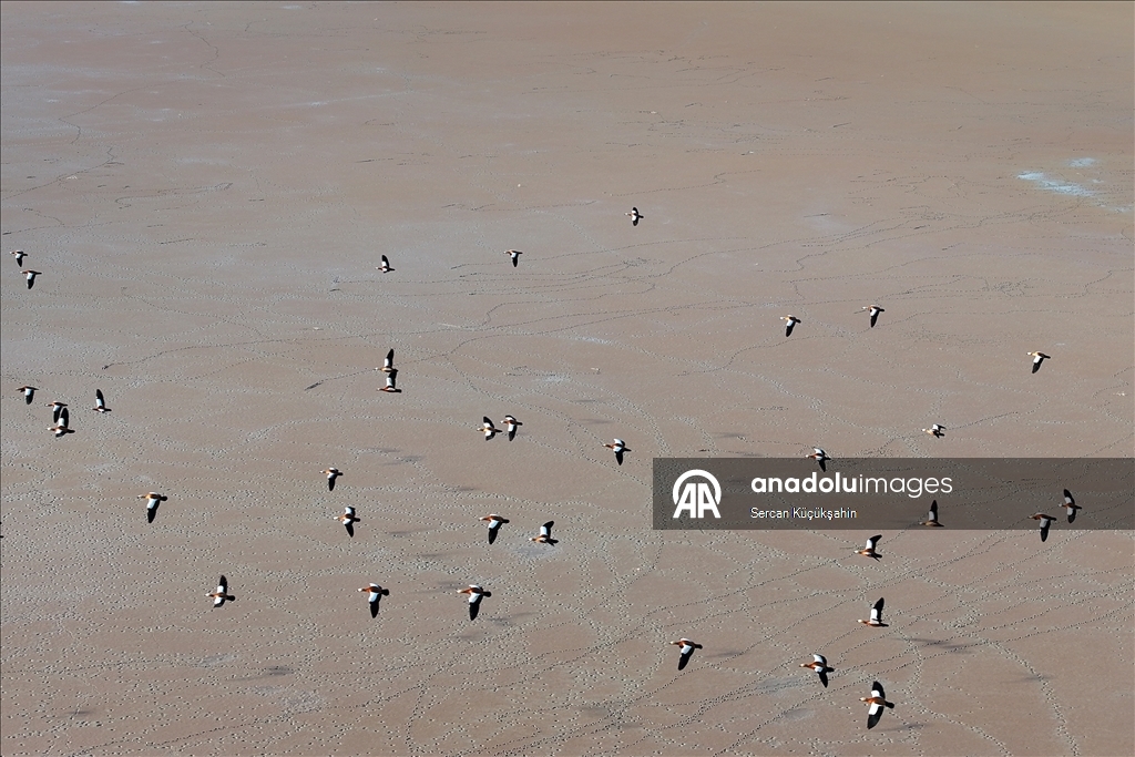 Li Gola Tuzla Palasê ku asta ava wê bilind bûye populasyona çivîkan zêde bû