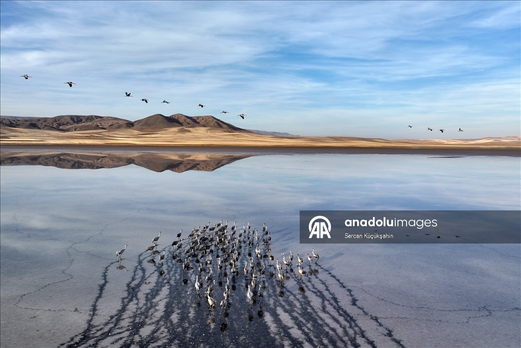 Li Gola Tuzla Palasê ku asta ava wê bilind bûye populasyona çivîkan zêde bû