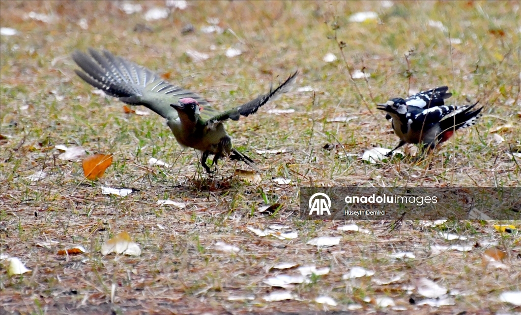 Kars'ta millet bahçesi yabani kuşlar ve sincaplarla renklendi