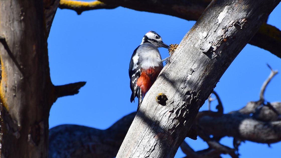 Kars'ta millet bahçesi yabani kuşlar ve sincaplarla renklendi