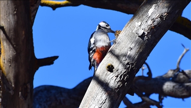 Kars'ta millet bahçesi yabani kuşlar ve sincaplarla renklendi
