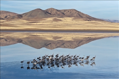 Li Gola Tuzla Palasê ku asta ava wê bilind bûye populasyona çivîkan zêde bû