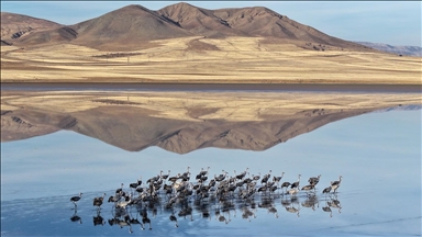 Su seviyesi yükselen Tuzla Palas Gölü'nde kuş popülasyonu arttı