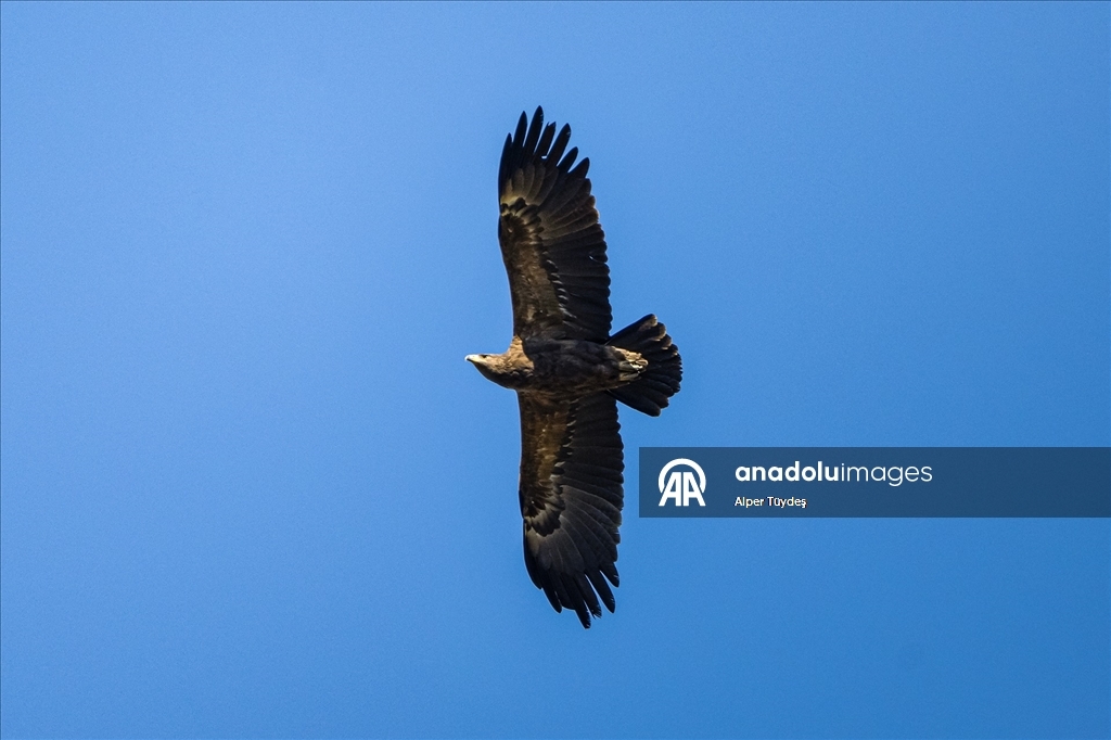 Karacabey Longozu, farklı kartal türlerine ev sahipliği yapıyor