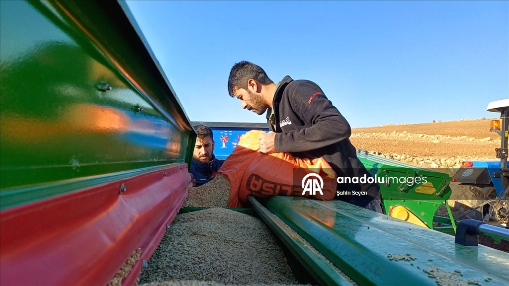 Batman'ın bereketli topraklarında hububat ve baklagil ekimi mesaisi sürüyor