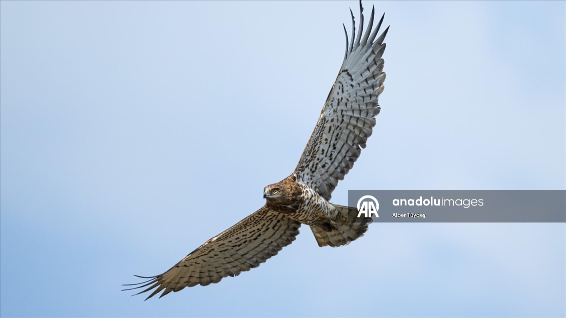 Karacabey Longozu, farklı kartal türlerine ev sahipliği yapıyor