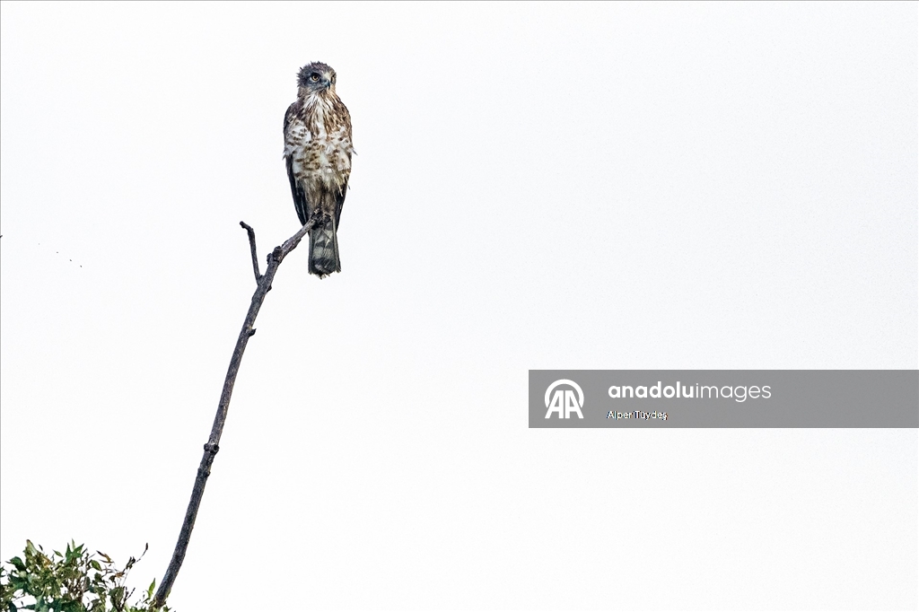 Karacabey Longozu, farklı kartal türlerine ev sahipliği yapıyor