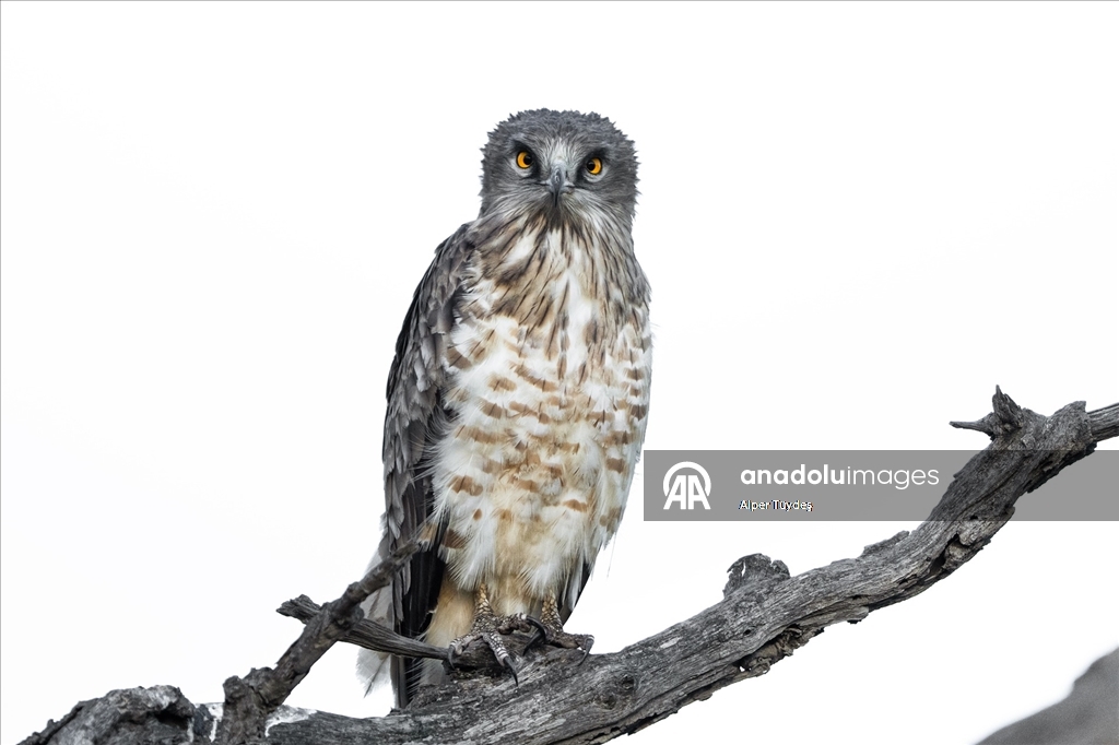 Karacabey Longozu, farklı kartal türlerine ev sahipliği yapıyor