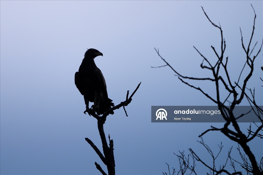 Karacabey Longozu, farklı kartal türlerine ev sahipliği yapıyor