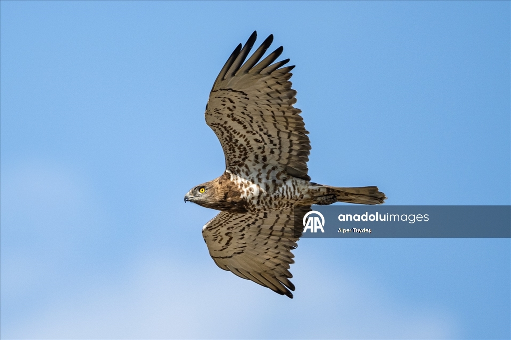 Karacabey Longozu, farklı kartal türlerine ev sahipliği yapıyor