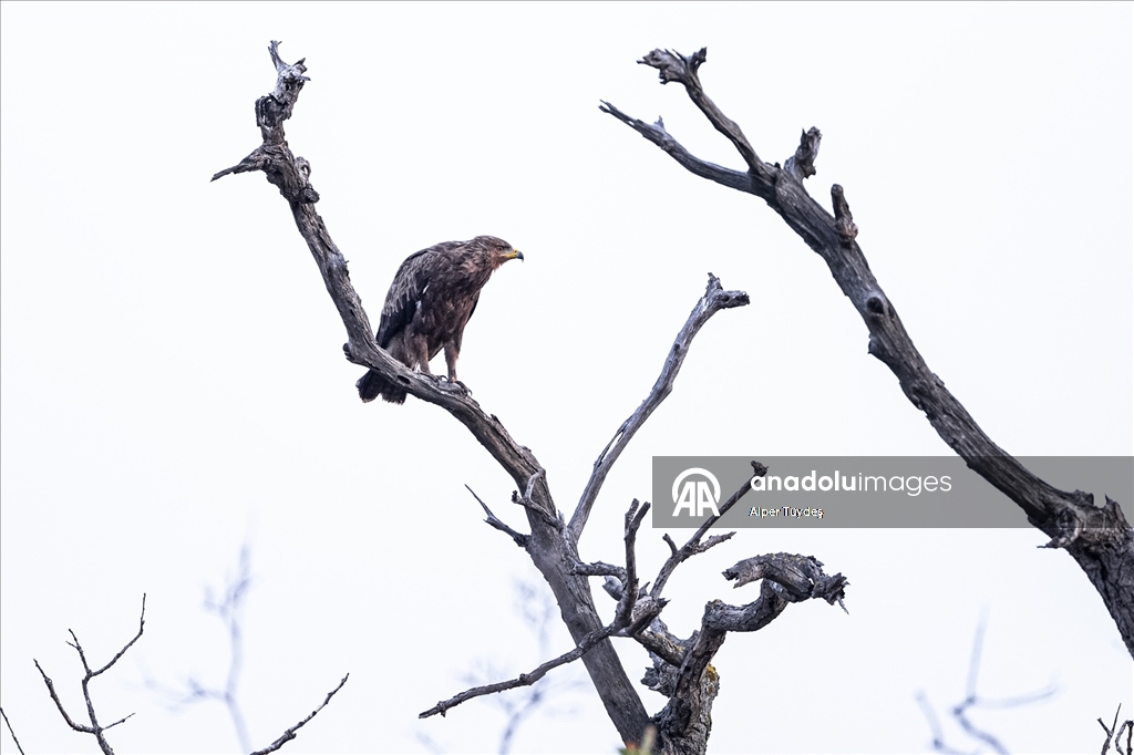 Karacabey Longozu, farklı kartal türlerine ev sahipliği yapıyor