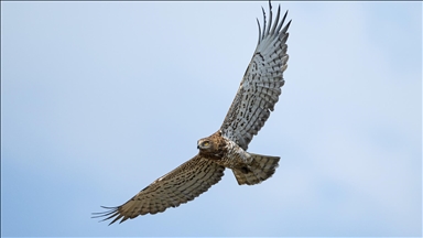 Karacabey Longozu, farklı kartal türlerine ev sahipliği yapıyor