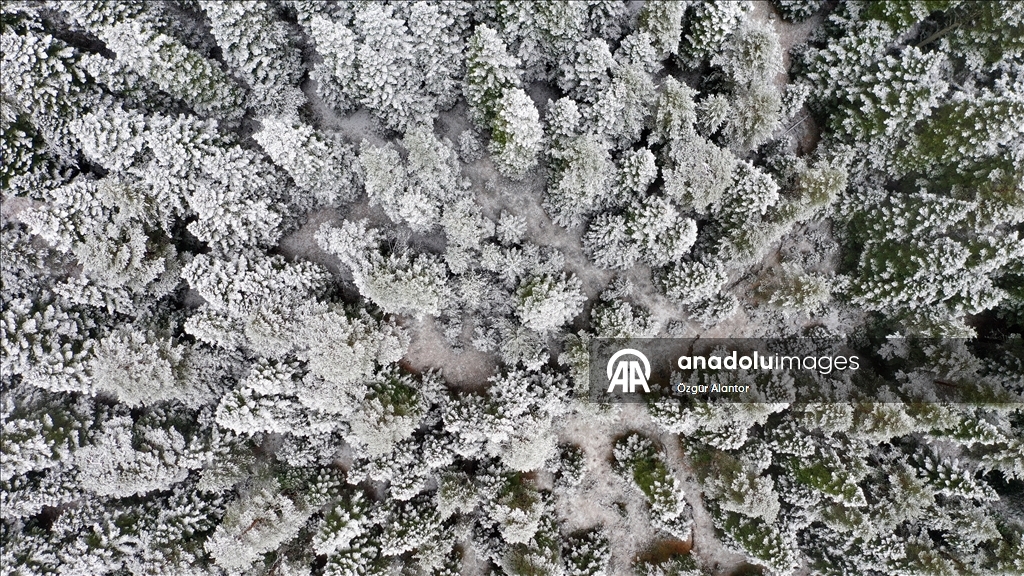 Snowfall and dense fog shroud Mount Ilgaz