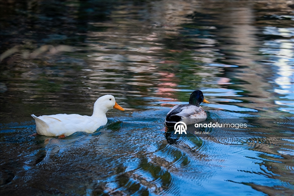 Anadolu’nun saklı cenneti Gökpınar Gölü