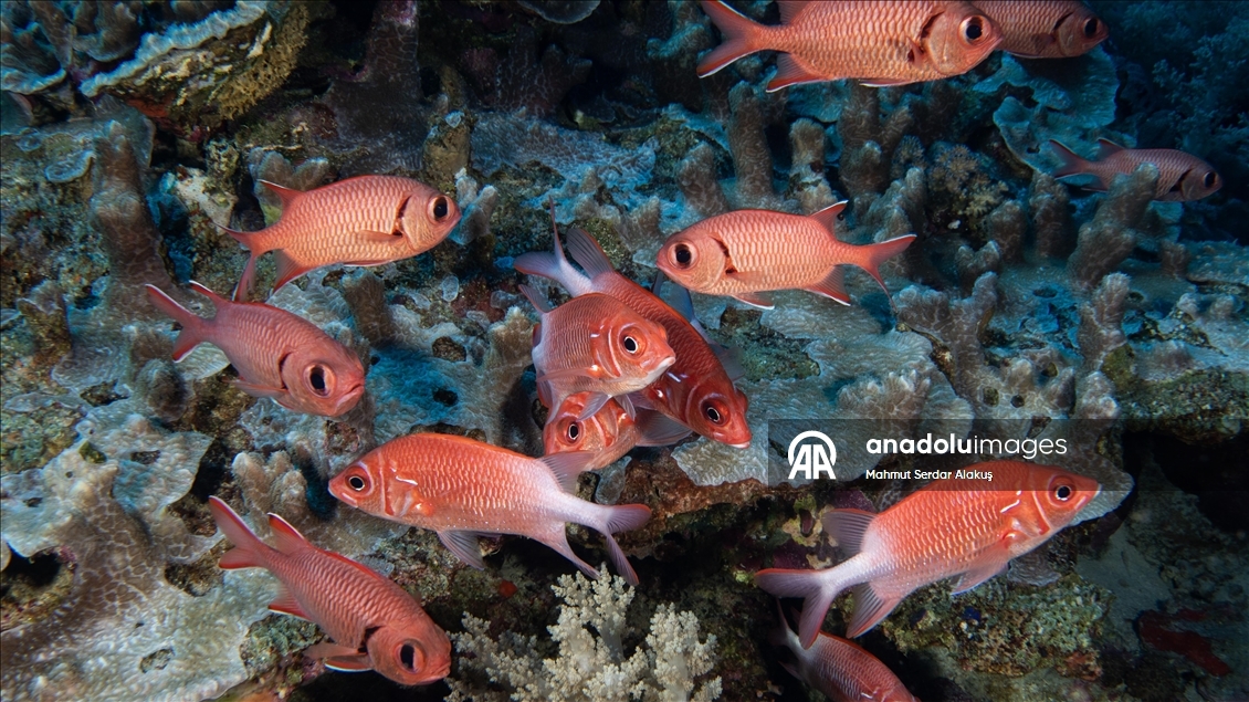Kızıldeniz'in zengin balık çeşitliliği