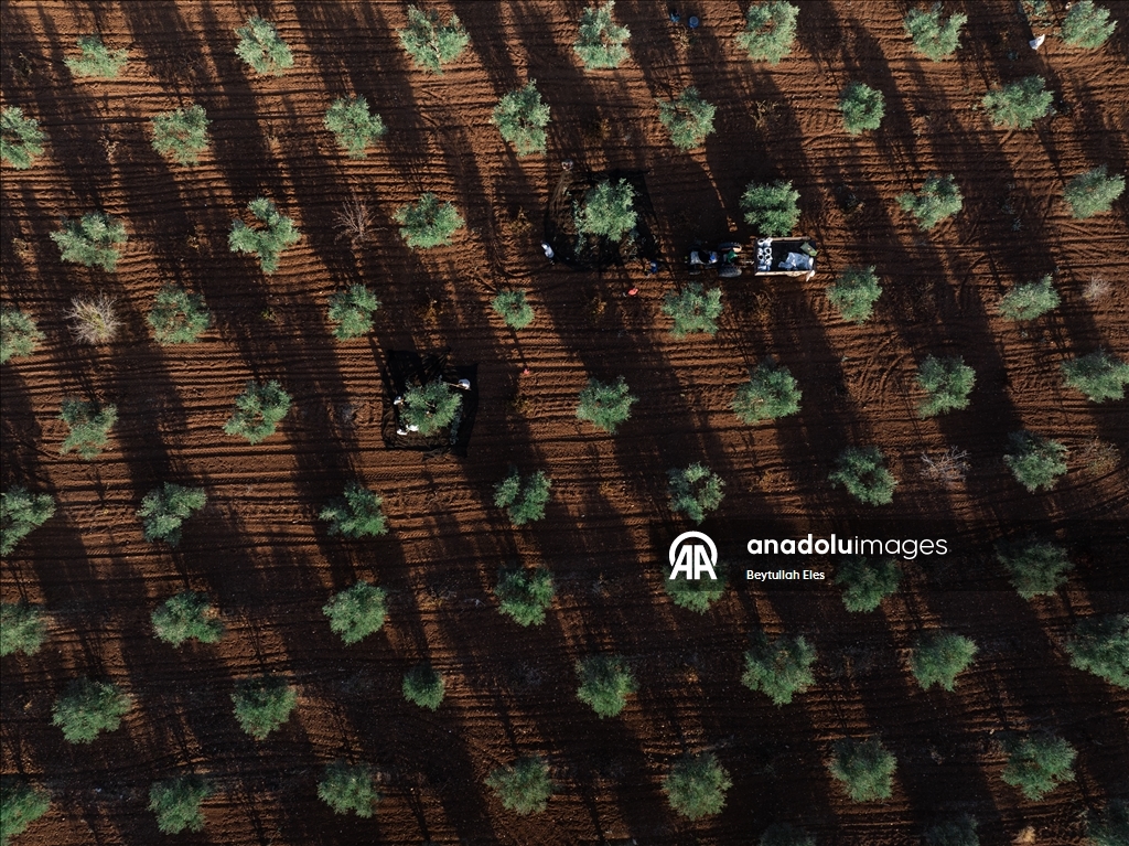 Gaziantep'te zeytin hasadı