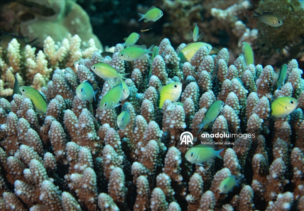 Kızıldeniz'in zengin balık çeşitliliği