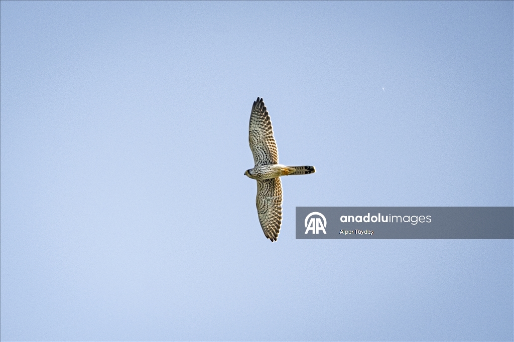 Macahel Yaylası göçmen kuşlara ev sahipliği yapıyor