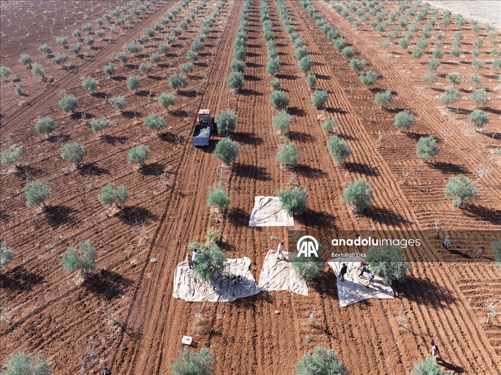 Gaziantep'te zeytin hasadı