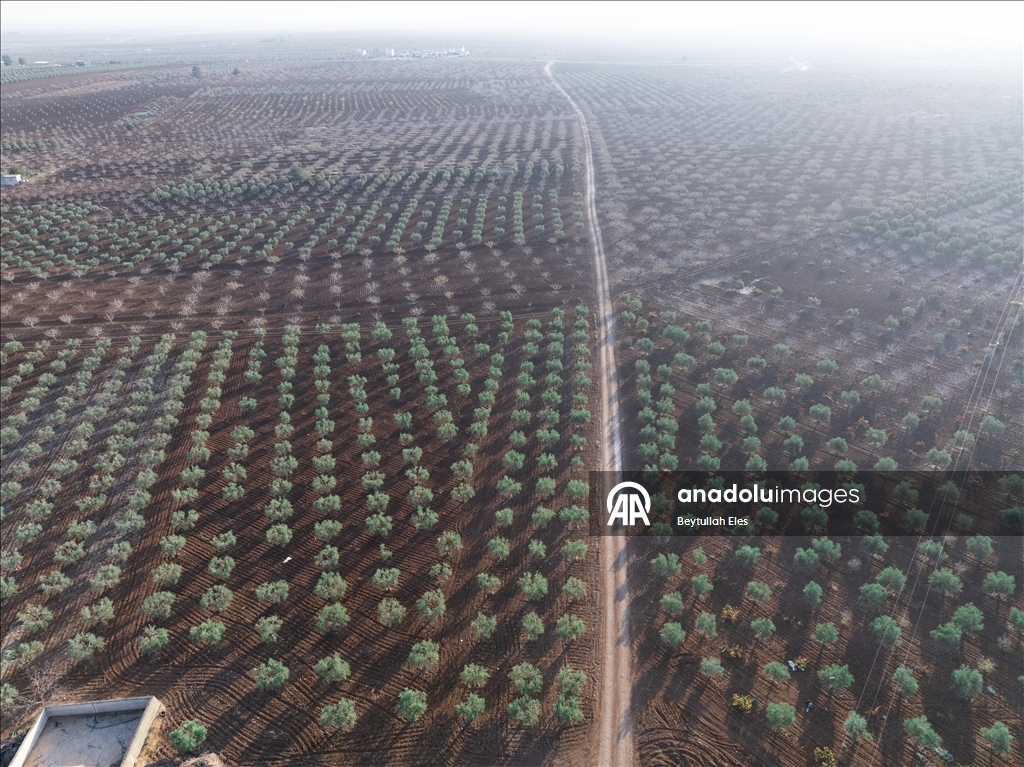 Gaziantep'te zeytin hasadı