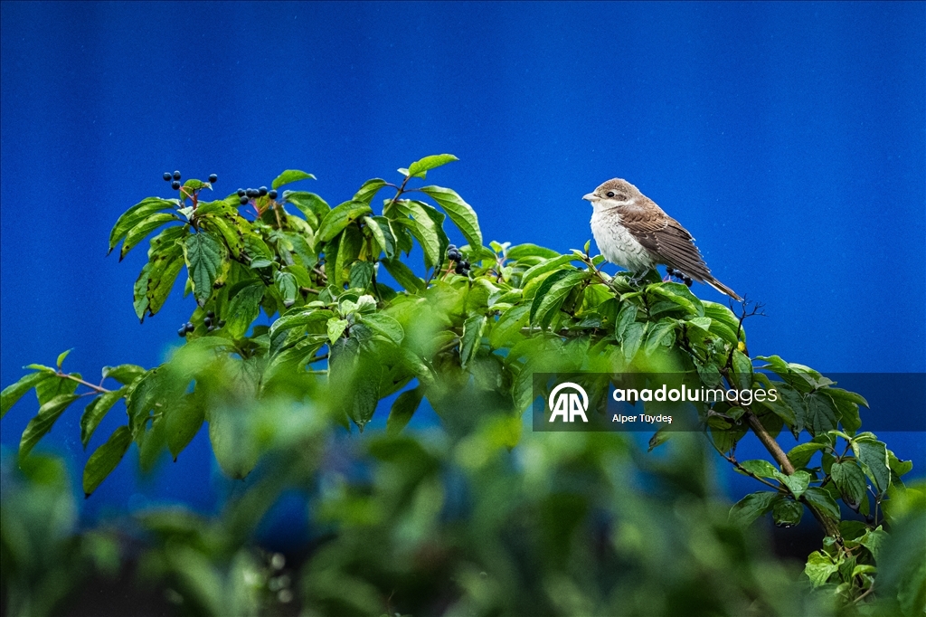 Перелетные птицы используют побережье Ризе как «убежище»