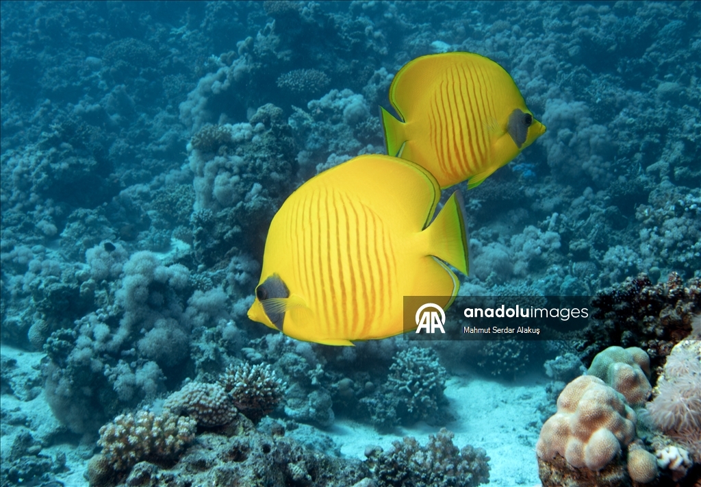 Kızıldeniz'in zengin balık çeşitliliği