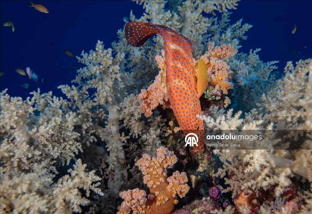 Kızıldeniz'in zengin balık çeşitliliği