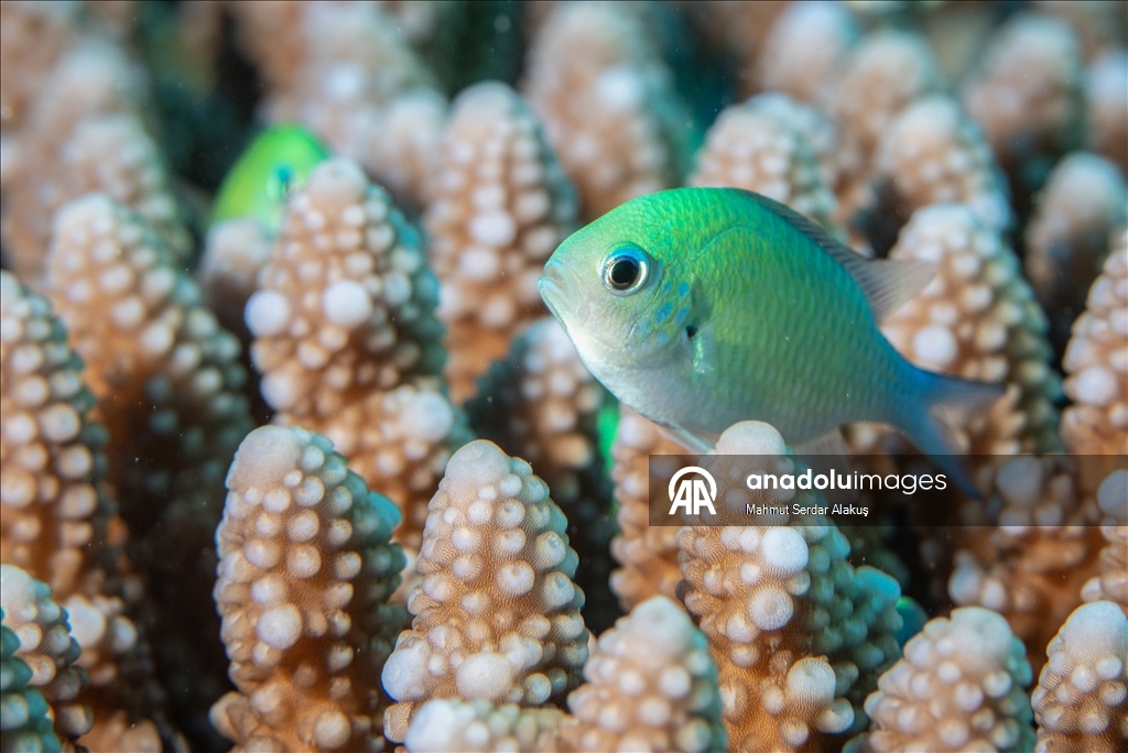 Kızıldeniz'in zengin balık çeşitliliği
