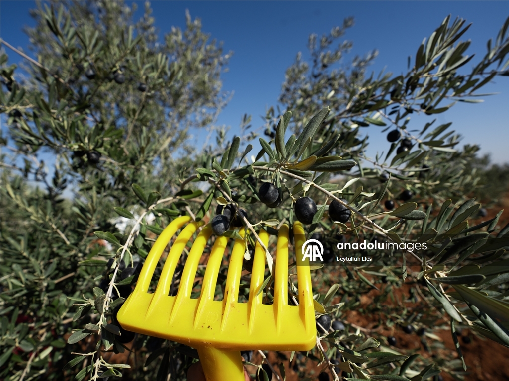 Gaziantep'te zeytin hasadı