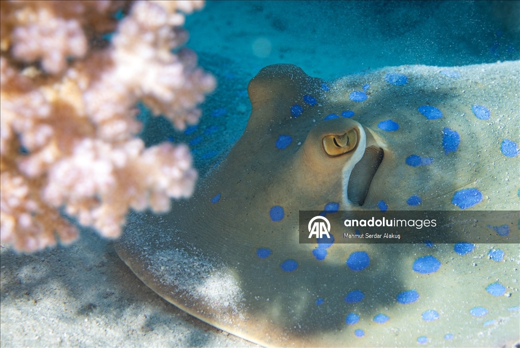 Kızıldeniz'in zengin balık çeşitliliği