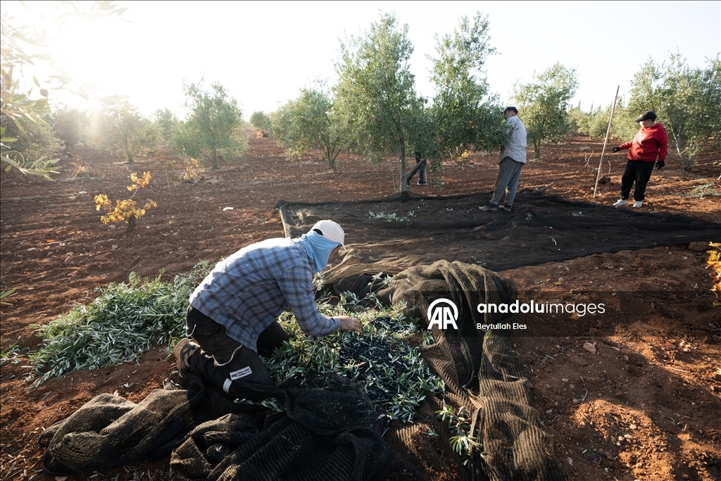 Gaziantep'te zeytin hasadı