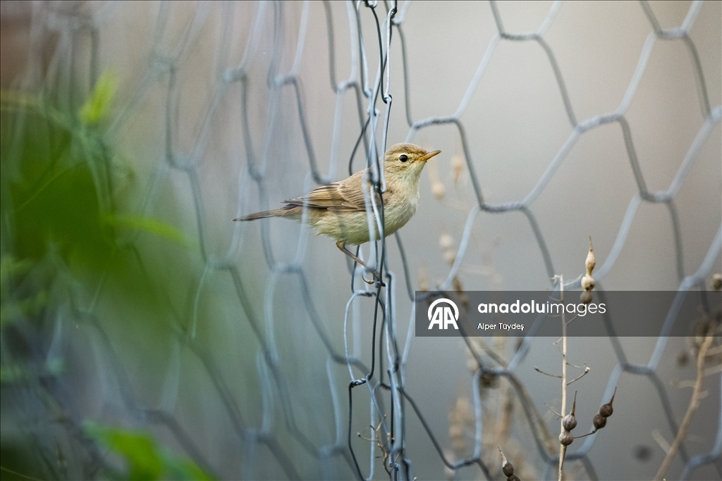 Перелетные птицы используют побережье Ризе как «убежище»