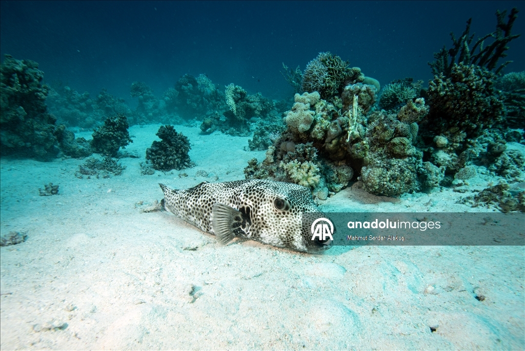 Kızıldeniz'in zengin balık çeşitliliği