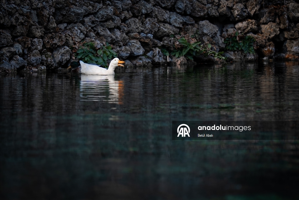 Bihuşta veşartî ya Anadoluyê: Gola Gokpinarê