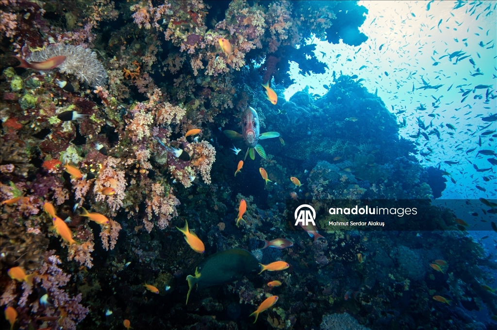 Kızıldeniz'in zengin balık çeşitliliği 